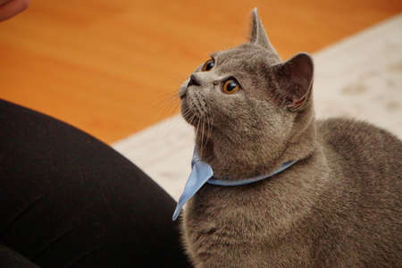 British shorthair catの写真素材