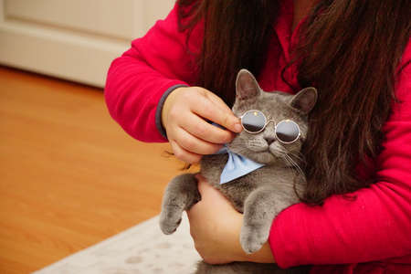 British shorthair catの写真素材