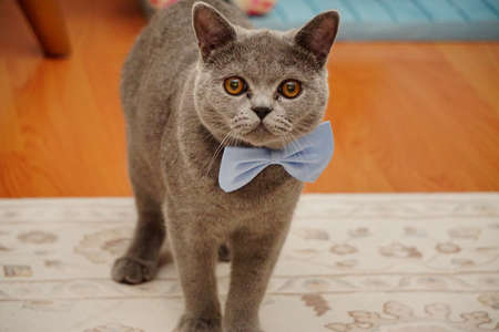 British shorthair catの写真素材