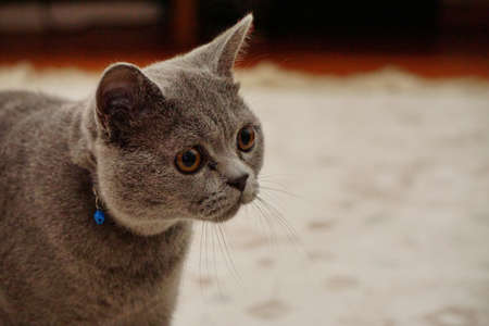 British shorthair catの写真素材
