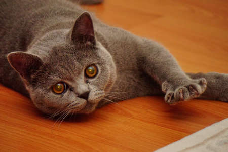 British shorthair catの写真素材