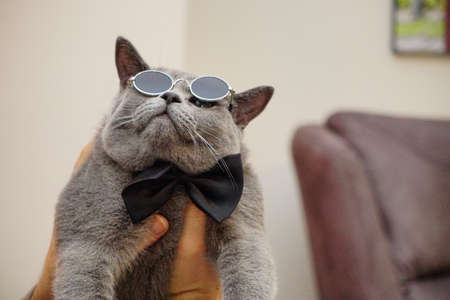 British shorthair catの写真素材