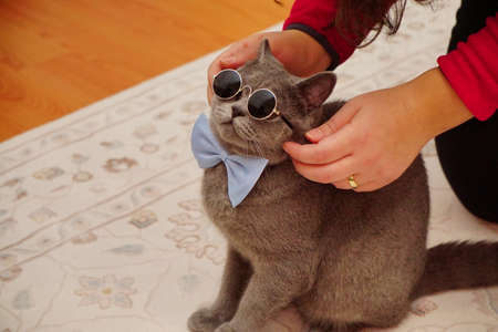 British shorthair catの写真素材