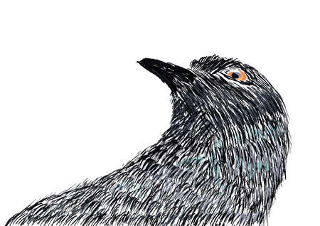 Pigeon drawing illustration on white backgroundの写真素材