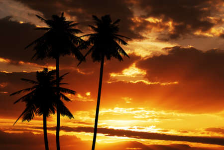 Coconut silhouette on sunset texture template backgroundの写真素材