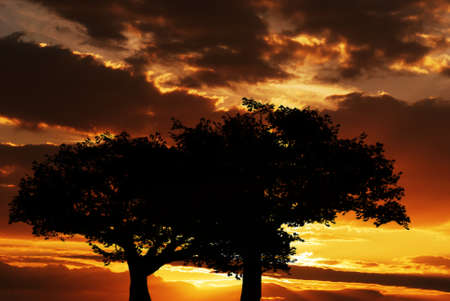 Tree silhouette on sunset template texture backgroundの写真素材