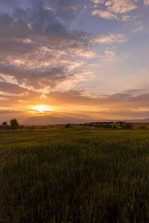 Sunset on the lawn field vertical imageの写真素材