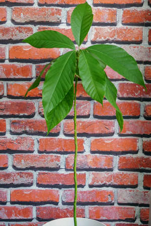 Avocado plant looked after at homeの写真素材