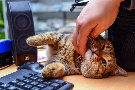 Cat laying by the computer keyboard looking bored close up viewの写真素材
