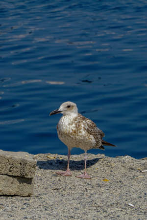 Seagull by the sea close up portrait imageの写真素材