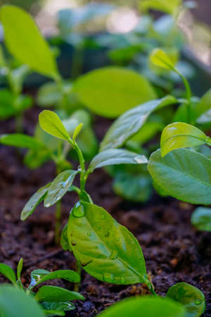 Lemon seedling sprouts in the pot close up portrait imageの写真素材