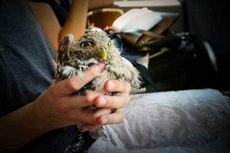 Athene Noctua owlet rescued in woman hand close up viewの写真素材