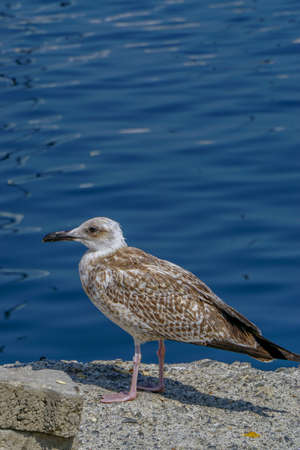 Seagull by the sea close up portrait imageの写真素材