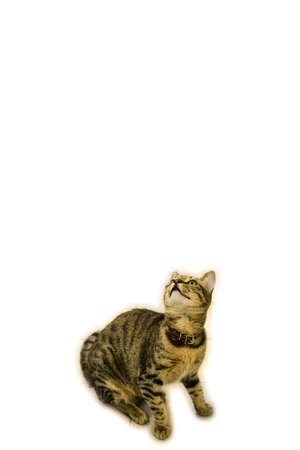 Cute cat looking up above on white isolated background. Can be used as templateの写真素材