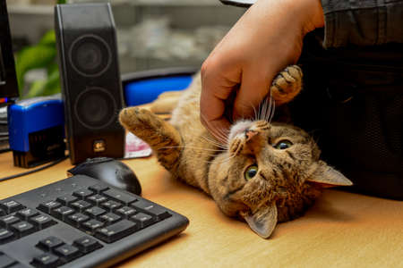 Cat laying by the computer keyboard looking bored close up viewの写真素材