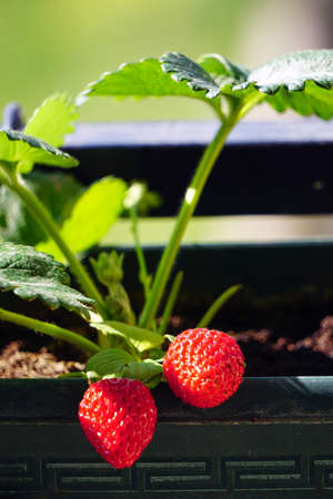 Uncultivated home bred fresh strawberries in the pot on the branches close up view in summer sun lightの写真素材