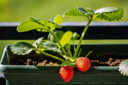 Uncultivated home bred fresh strawberries in the pot on the branches close up view in summer sun lightの写真素材