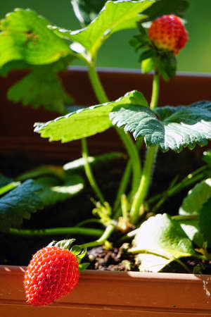 Uncultivated home bred fresh strawberries in the pot on the branches close up view in summer sun lightの写真素材