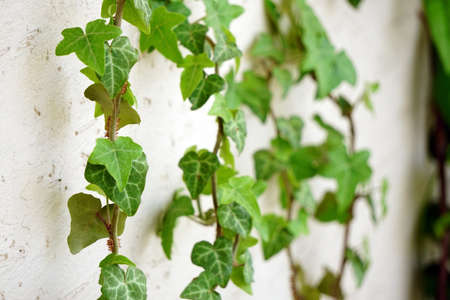 Ivy climber plant on the white wall close up viewの写真素材