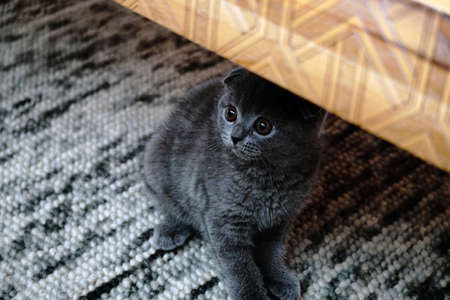 British fold kitten at home on grey couch candid imagesの写真素材