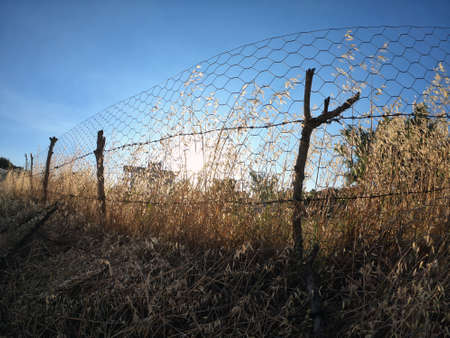 Barbed wire and yellow bush at sunset fish eye imageの写真素材