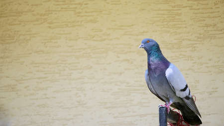 Pigeon sitting on the railing with copyspace on the sideの写真素材