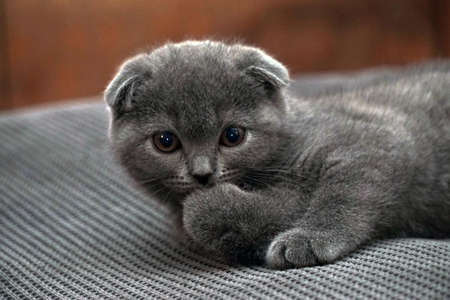 British fold kitten at home on grey couch candid imagesの写真素材