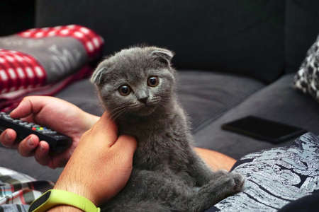 British fold kitten at home on grey couch candid imagesの写真素材