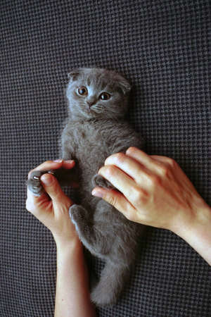 British fold kitten at home on grey couch candid imagesの写真素材