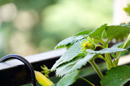 Ripe green strawberry on the plant close up viewの写真素材