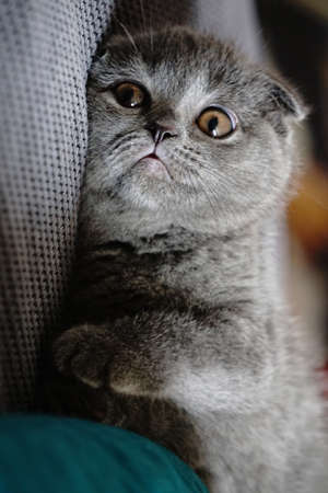 British fold kitten at home on grey couch candid imagesの写真素材