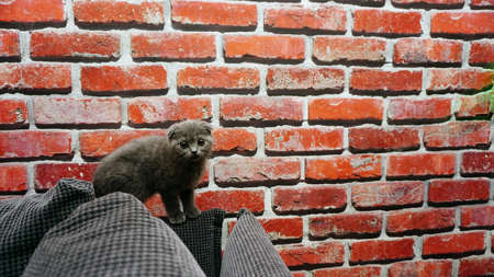 British fold kitten at home on grey couch candid imagesの写真素材