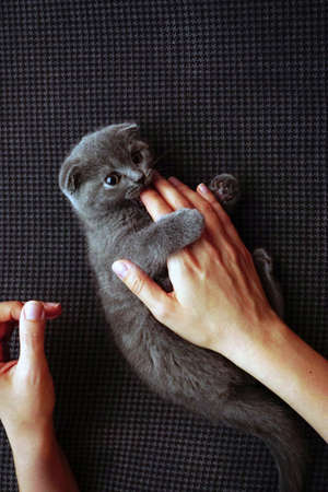 British fold kitten at home on grey couch candid imagesの写真素材