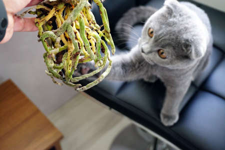 Orchid roots close up viewの写真素材