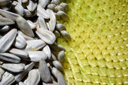 Organic sunflower and seed close up viewの写真素材