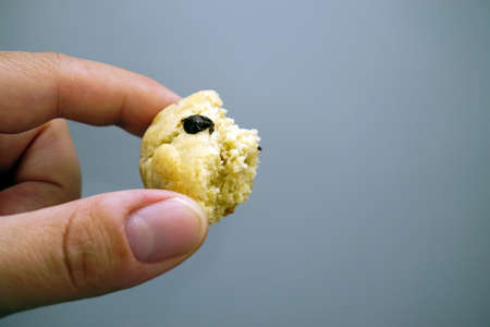 Chocolate chip cookie in hand close up viewの写真素材