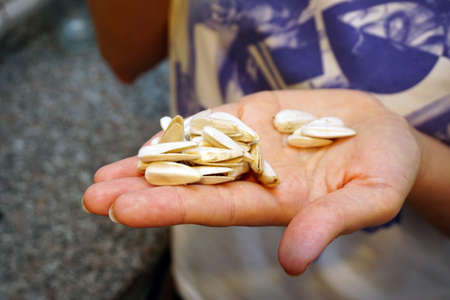 Woman having and eating sunflower seeds in handの写真素材
