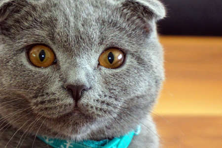 Cute scottish fold cat looking at camera close up viewの写真素材