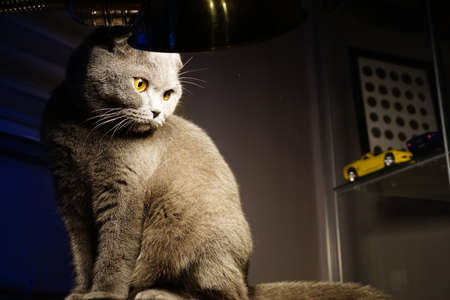 Cute scottish fold purebred cat at home candid imageの写真素材