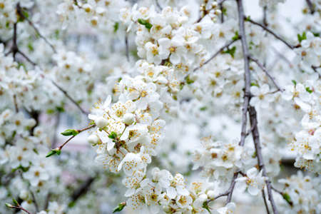 Spring flowers blossom macro view on the treeの写真素材