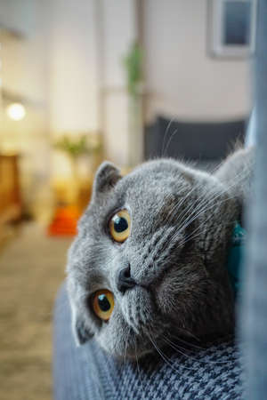 Cute scottish fold cat portrait close up view looking at cameraの写真素材