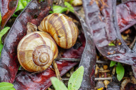 Two snail shells in the nature close up view on humid rainy weatherの写真素材