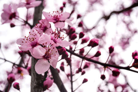 Spring flowers blossom macro view on the treeの写真素材