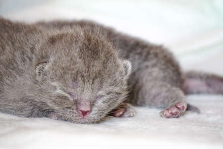 New born scottish fold kittens on white background close up viewの写真素材