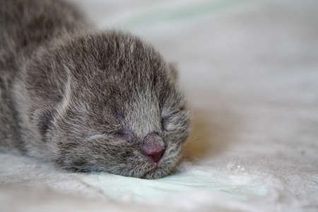 New born scottish fold kittens on white background close up viewの写真素材
