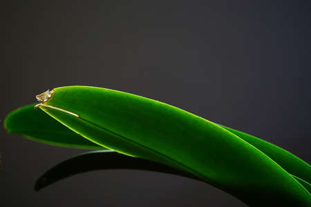 Orchid flower leaf on dark grey backgroundの写真素材