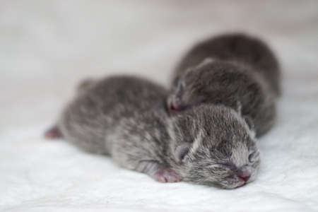 New born scottish fold kittens on white background close up viewの写真素材