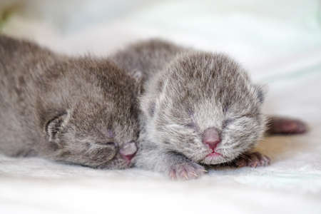 New born scottish fold kittens on white background close up viewの写真素材