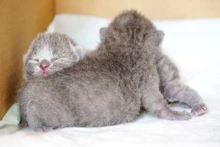 New born scottish fold kittens on white background close up viewの写真素材