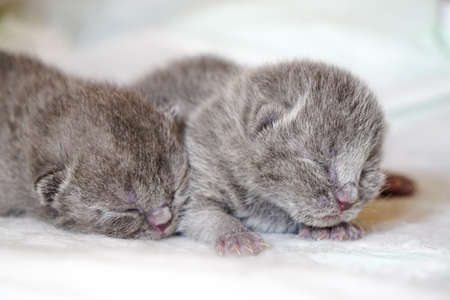 New born scottish fold kittens on white background close up viewの写真素材